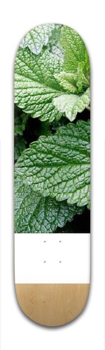 Design 147119 Skateboards, Longboards and Grip Tape Image