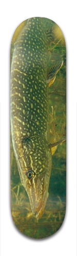 Design 148895 Skateboards, Longboards and Grip Tape