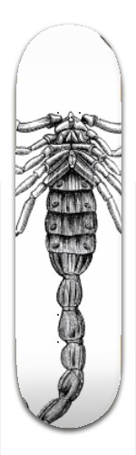 Design 157737 Skateboards, Longboards and Grip Tape Image