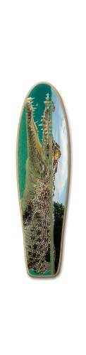 Design 210905 Skateboards, Longboards and Grip Tape