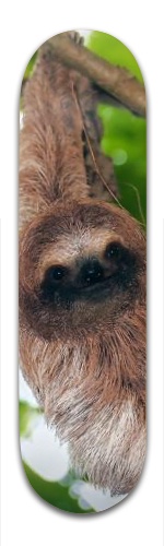 Design 240984 Skateboards, Longboards and Grip Tape Image