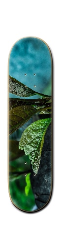Design 270551 Skateboards, Longboards and Grip Tape Image
