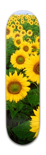 Design 308909 Skateboards, Longboards and Grip Tape