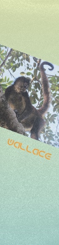 Wallace