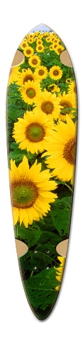 Design 313952 Skateboards, Longboards and Grip Tape