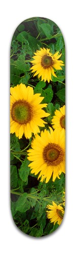 Design 314047