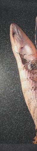 Design 351738 Skateboards, Longboards and Grip Tape