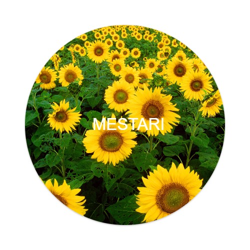 Design 381006 Skateboards, Longboards and Grip Tape Image