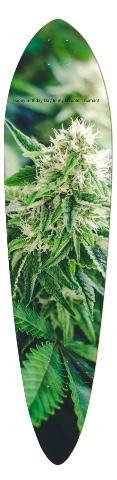 Design 424254 Skateboards, Longboards and Grip Tape