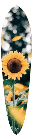 Design 465823 Skateboards, Longboards and Grip Tape