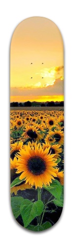 Design 468062 Skateboards, Longboards and Grip Tape