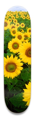 Design 480327 Skateboards, Longboards and Grip Tape Image