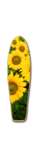 Design 482542 Skateboards, Longboards and Grip Tape Image