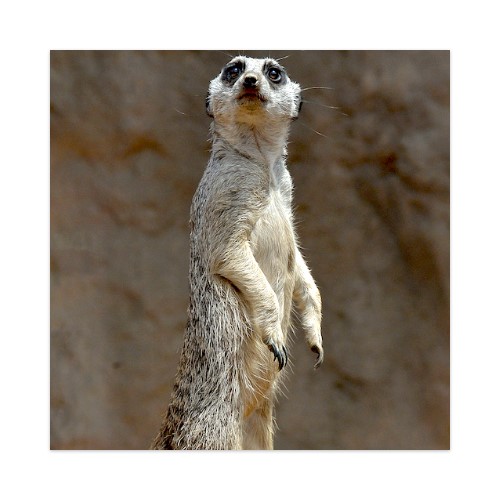 Mr Meerkat