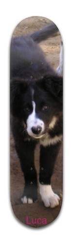 Design 483773 Skateboards, Longboards and Grip Tape Image