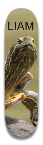 Design 486084 Skateboards, Longboards and Grip Tape Image