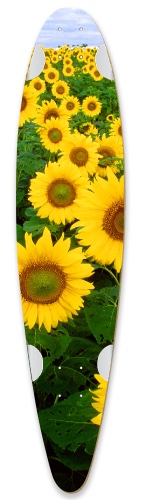 Design 497451 Skateboards, Longboards and Grip Tape