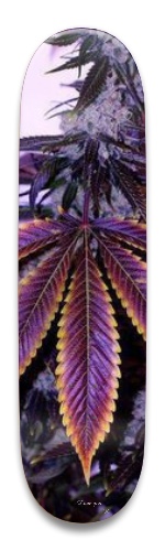 Design 507340 Skateboards, Longboards and Grip Tape