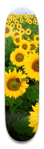 Design 509638 Skateboards, Longboards and Grip Tape