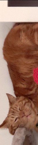 Design 511431 Skateboards, Longboards and Grip Tape Image