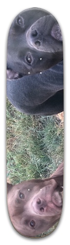 Design 512168 Skateboards, Longboards and Grip Tape Image