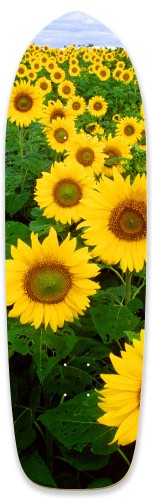 Design 520251 Skateboards, Longboards and Grip Tape Image