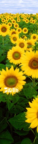 flower-rash Skateboards, Longboards and Grip Tape Image