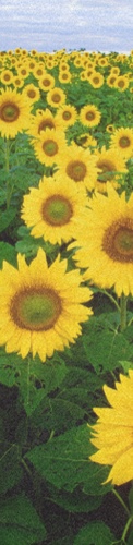 sunflowers Skateboards, Longboards and Grip Tape Image