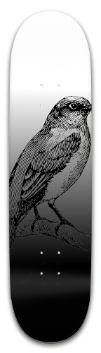 Black Owl Skateboards, Longboards and Grip Tape Image