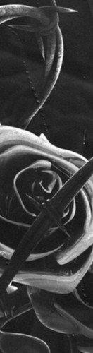 Pop Smoke GripTape Skateboards, Longboards and Grip Tape Image