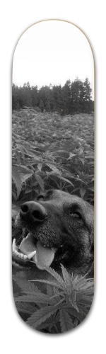 Design 542530 Skateboards, Longboards and Grip Tape