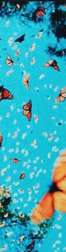 Design 544684