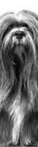 Design 544957 Skateboards, Longboards and Grip Tape Image