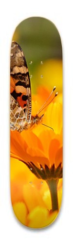 Design 547003 Skateboards, Longboards and Grip Tape Image