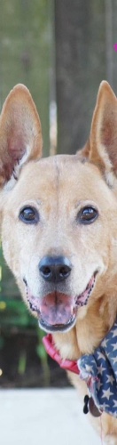 Design 551840 Skateboards, Longboards and Grip Tape Image