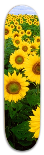 Design 563585 Skateboards, Longboards and Grip Tape Image