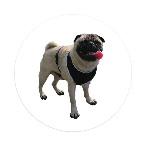 Design 568199 Skateboards, Longboards and Grip Tape Image