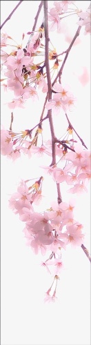 Design 575863