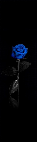 Design 575877