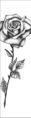 Design 583979 Skateboards, Longboards and Grip Tape Image