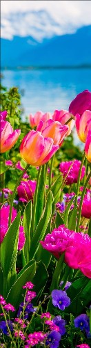 tulips Skateboards, Longboards and Grip Tape Image