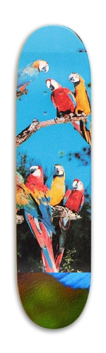 Design 587570 Skateboards, Longboards and Grip Tape Image