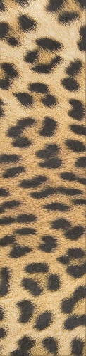 Design 590470 Skateboards, Longboards and Grip Tape Image