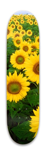 Design 598757 Skateboards, Longboards and Grip Tape Image