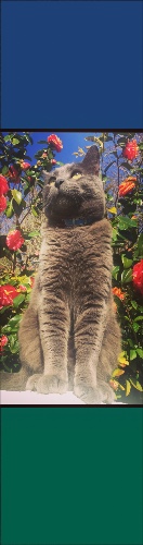 Design 632493 Skateboards, Longboards and Grip Tape Image