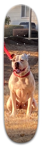 Design 632774 Skateboards, Longboards and Grip Tape Image