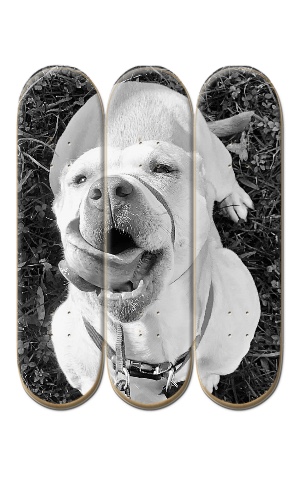 Design 649298 Skateboards, Longboards and Grip Tape Image