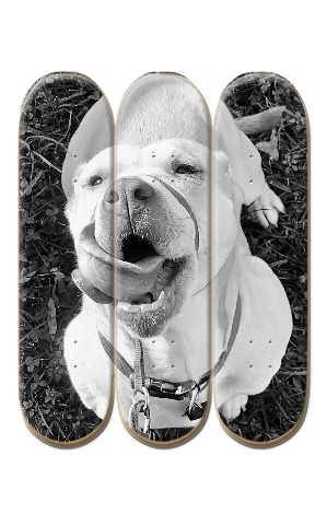 Design 649299 Skateboards, Longboards and Grip Tape Image