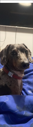 Design 656303 Skateboards, Longboards and Grip Tape Image