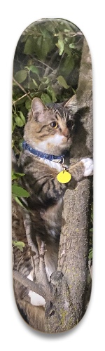 Design 667321 Skateboards, Longboards and Grip Tape Image